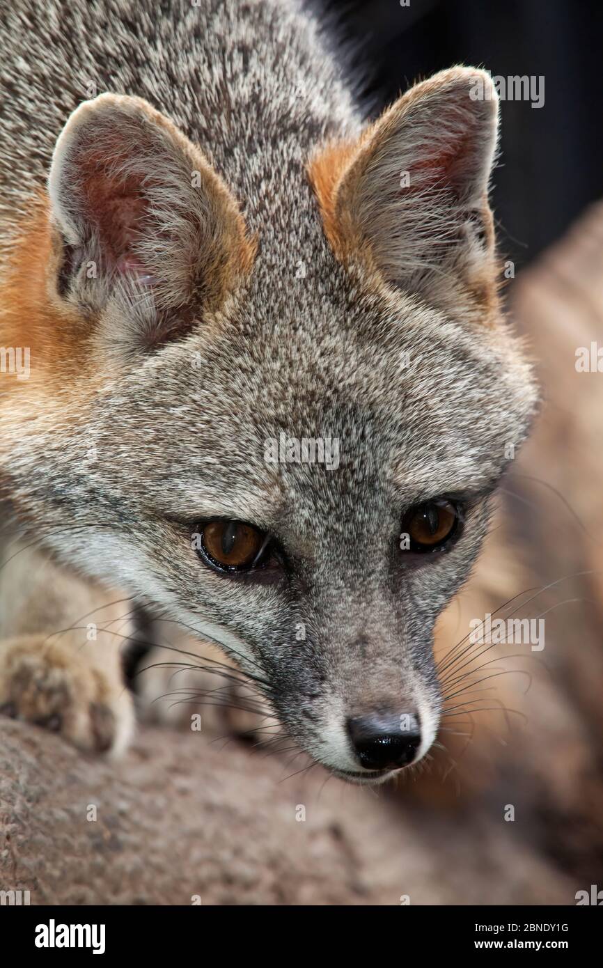 Grey fox (Urocyon cinereoargenteus) captive, Mexico City, September. Stock Photo