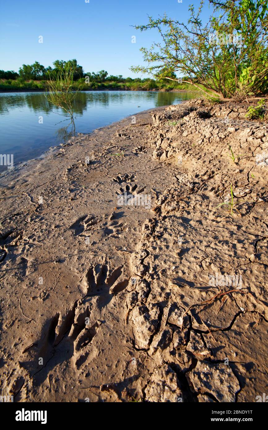 Northern raccoon (Procyon lotor) footprints in sand, Laredo Borderlands, Texas, USA. April Stock Photo