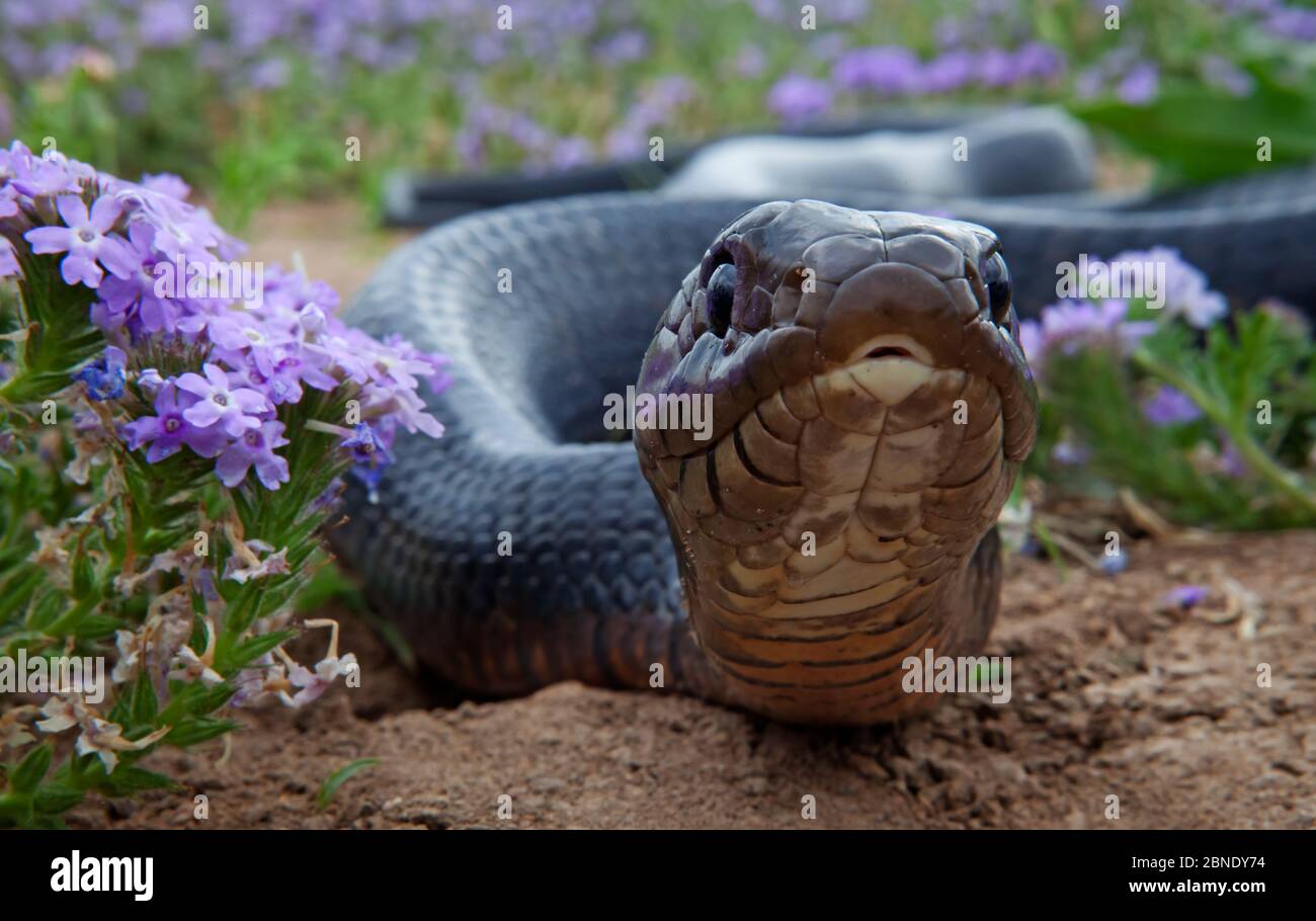 Texas indigo snake (Drymarchon melanurus erebennus) close up amongst Vervain (Glandularia sp.) flowers, Laredo Borderlands, Texas, USA. April Stock Photo