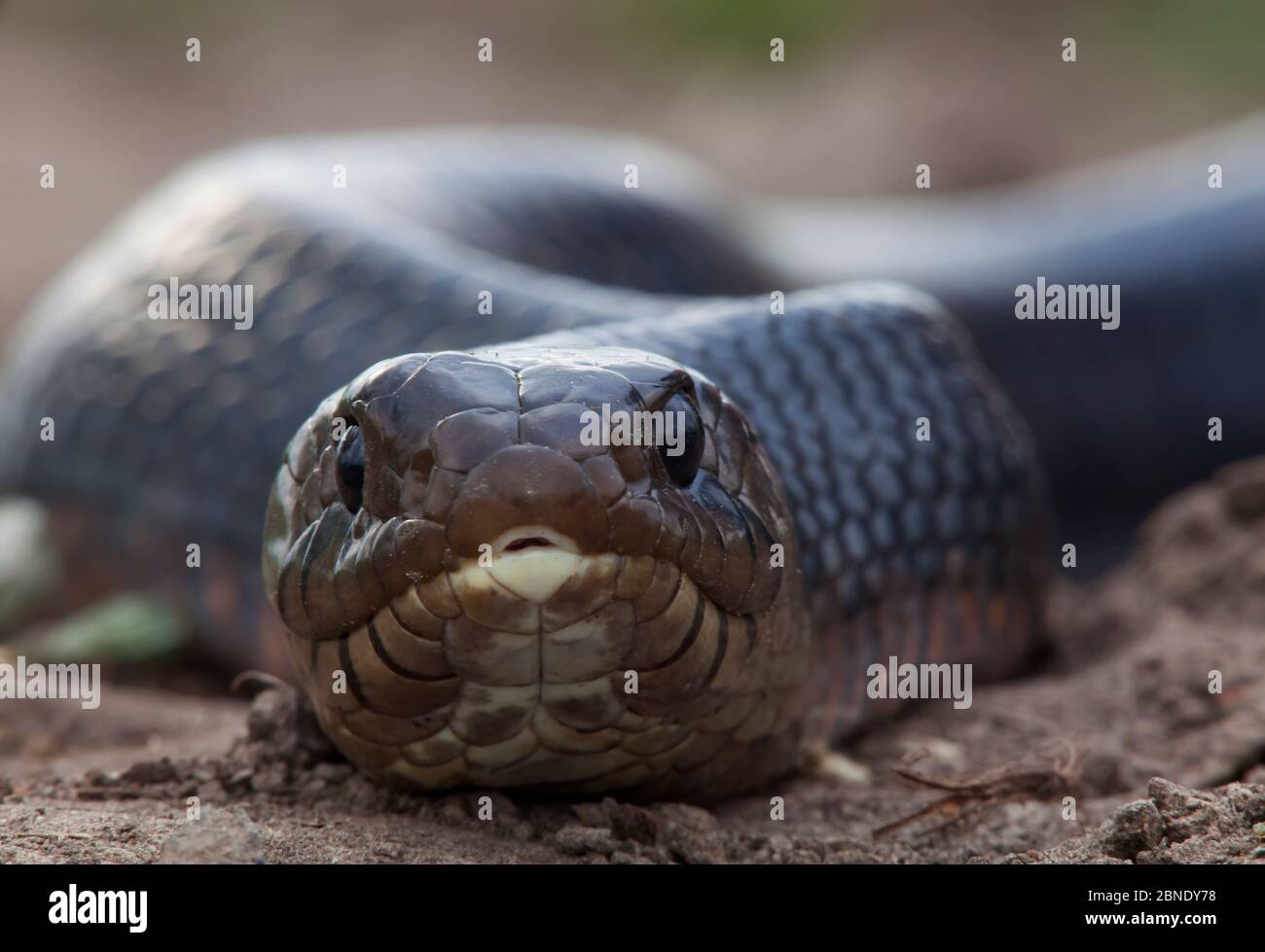 Texas indigo snake (Drymarchon melanurus erebennus) close up portrait, Laredo Borderlands, Texas, USA. April Stock Photo