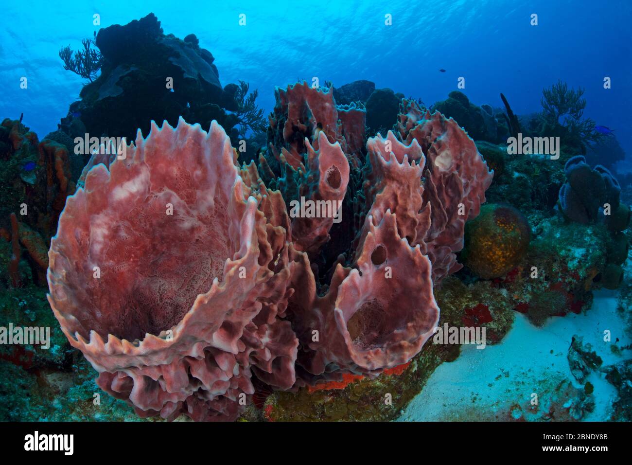 Giant barrel sponge (Xestospongia muta) Cozumel Reefs National Park, Cozumel Island, Caribbean Sea, Mexico, February Stock Photo