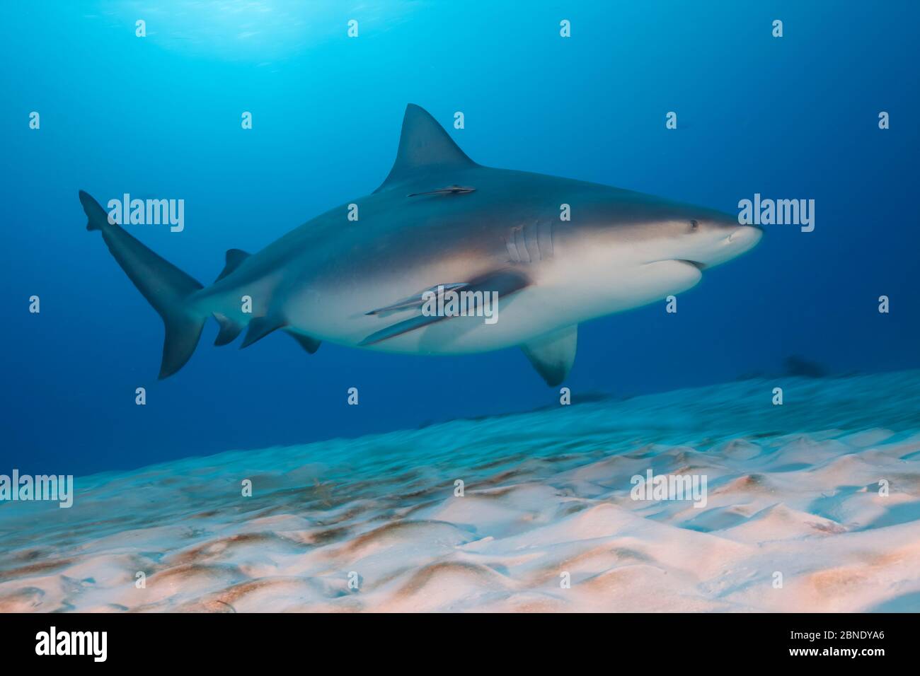 Bull shark (Carcharhinus leucas) swimming over sea floor, Playa del Carmen, Caribbean Sea, Mexico, January Stock Photo