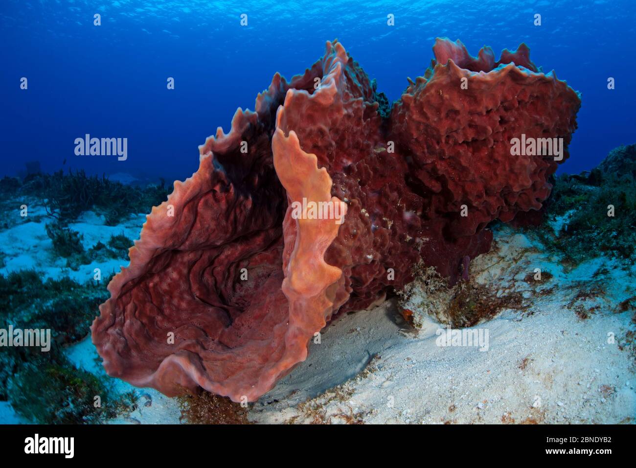 Giant barrel sponge (Xestospongia muta) Cozumel Reefs National Park, Cozumel Island, Caribbean Sea, Mexico, January Stock Photo