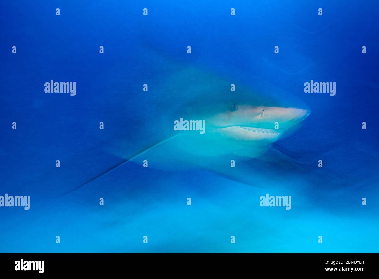 Bull shark (Carcharhinus leucas) Playa del Carmen, Caribbean Sea, Mexico, January. Stock Photo