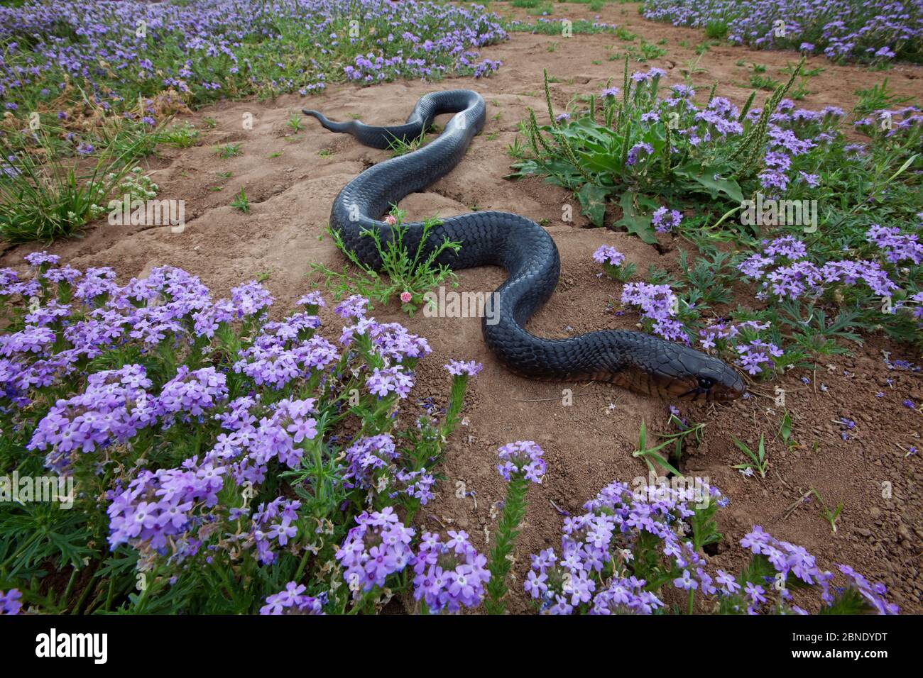 Texas indigo snake (Drymarchon melanurus erebennus) amongst Vervain (Glandularia sp.) flowers, Laredo Borderlands, Texas, USA. April Stock Photo