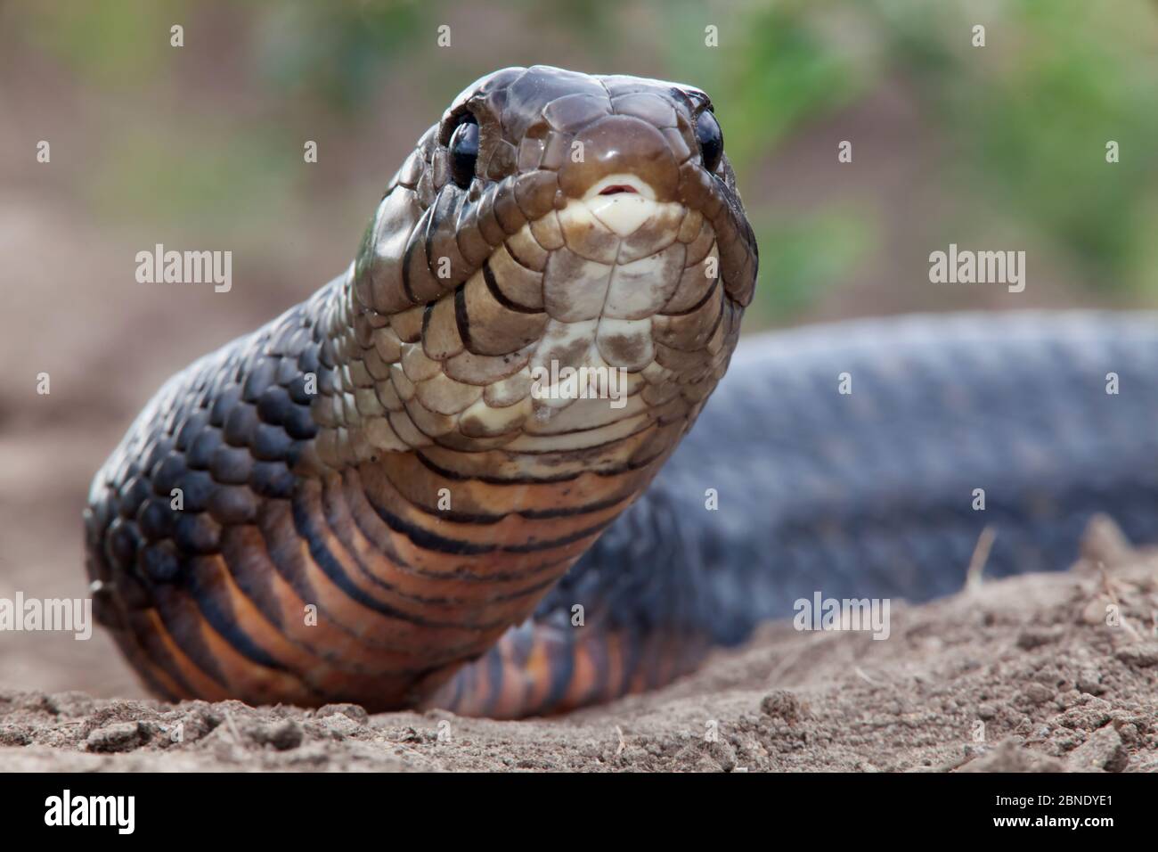 Texas indigo snake (Drymarchon melanurus erebennus) portrait, Laredo Borderlands, Texas, USA. April Stock Photo