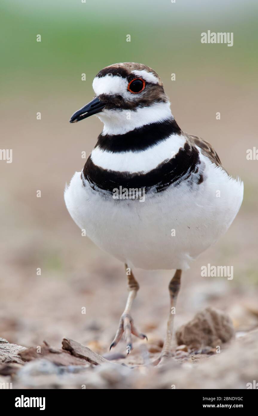 Killdeer (Charadrius vociferus) Laredo Borderlands, Texas, USA. April