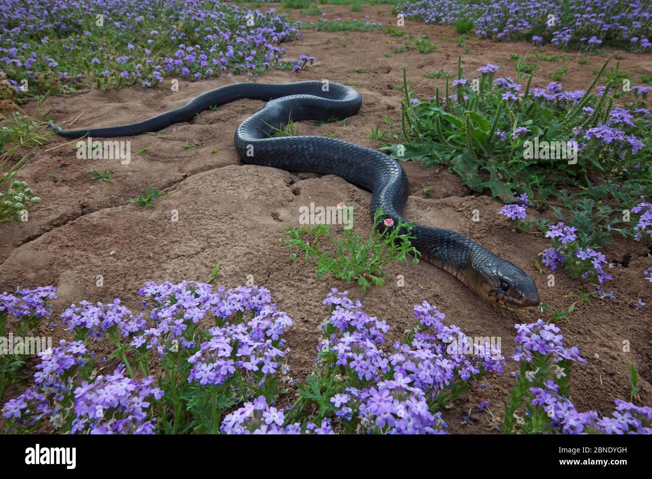 Texas indigo snake (Drymarchon melanurus erebennus) amongst Vervain (Glandularia sp.) flowers, Laredo Borderlands, Texas, USA. April Stock Photo