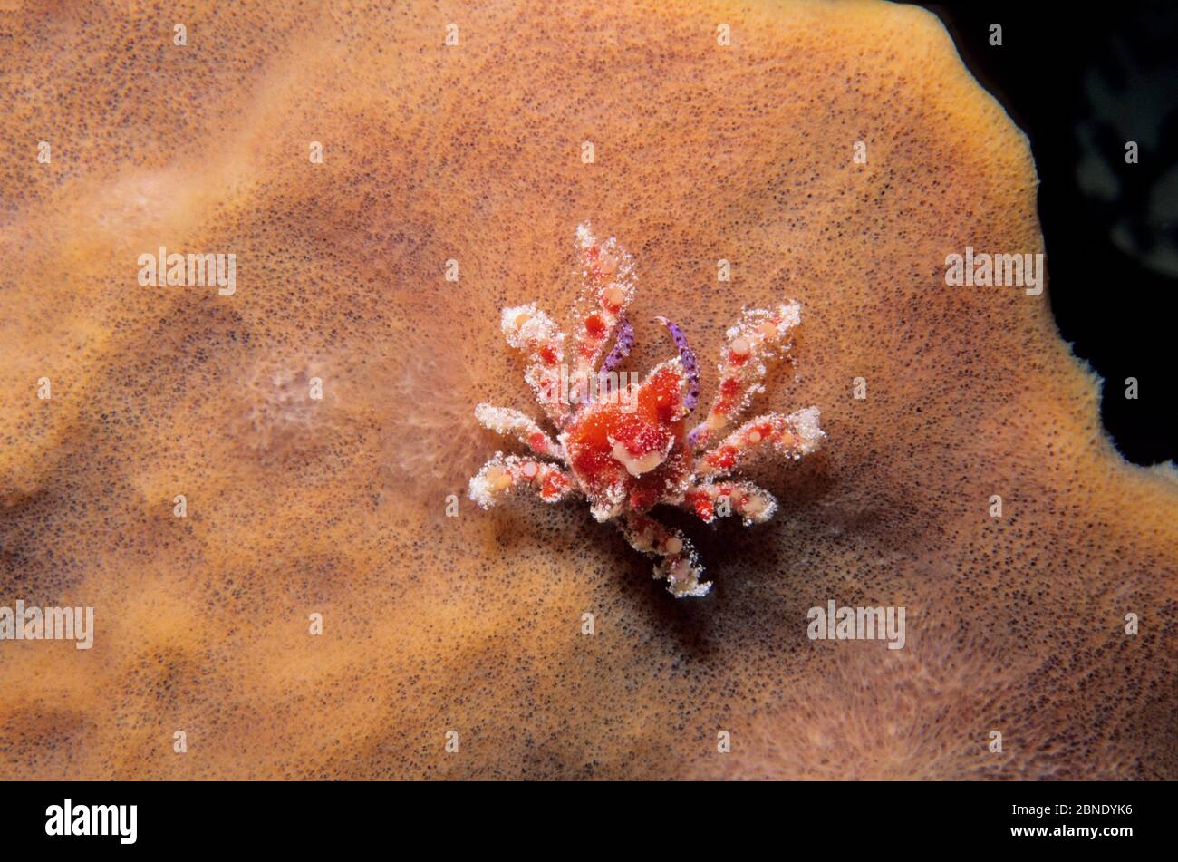 Cryptic teardrop crab (Pelia mutica) Banco Chinchorro Biosphere Reserve, Caribbean Sea, Mexico, May Stock Photo