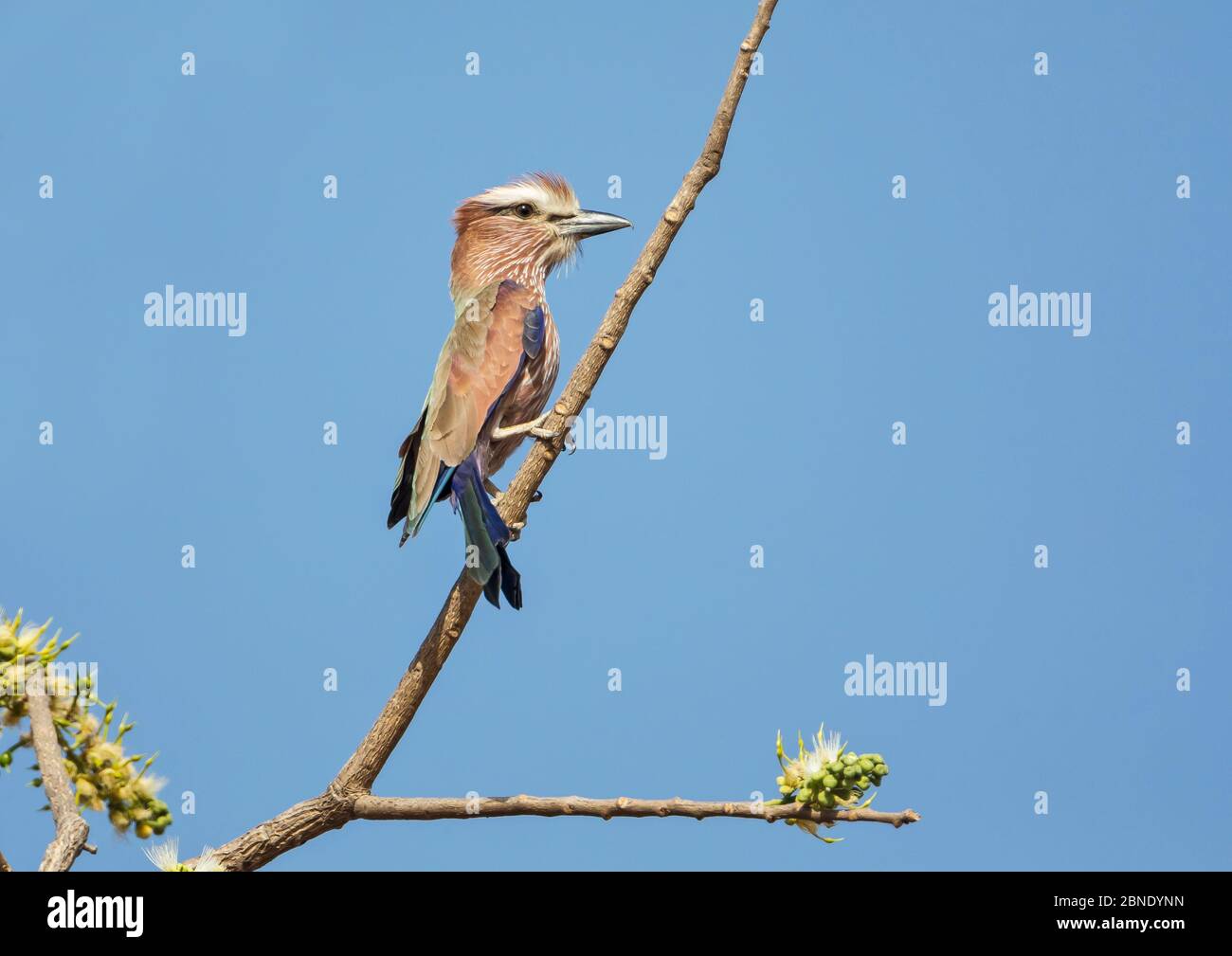 Rufous-crowned roller (Coracias naevius)  adult, perched.Tendaba, The Gambia. Stock Photo