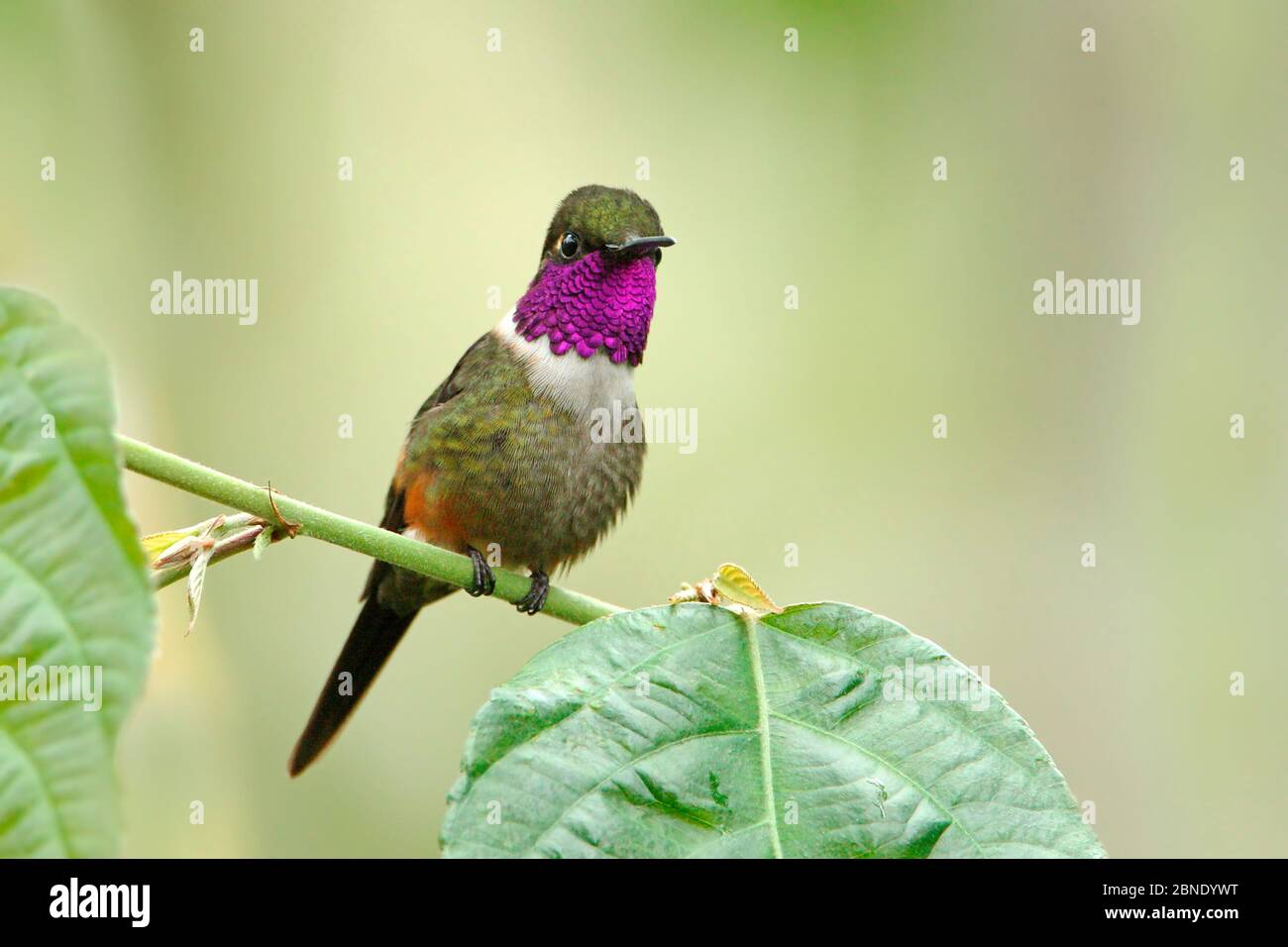 Purple-throated woodstar hummingbird (Calliphlox mitchellii) hummingbird adult maleTandayapa, Ecuador. Stock Photo