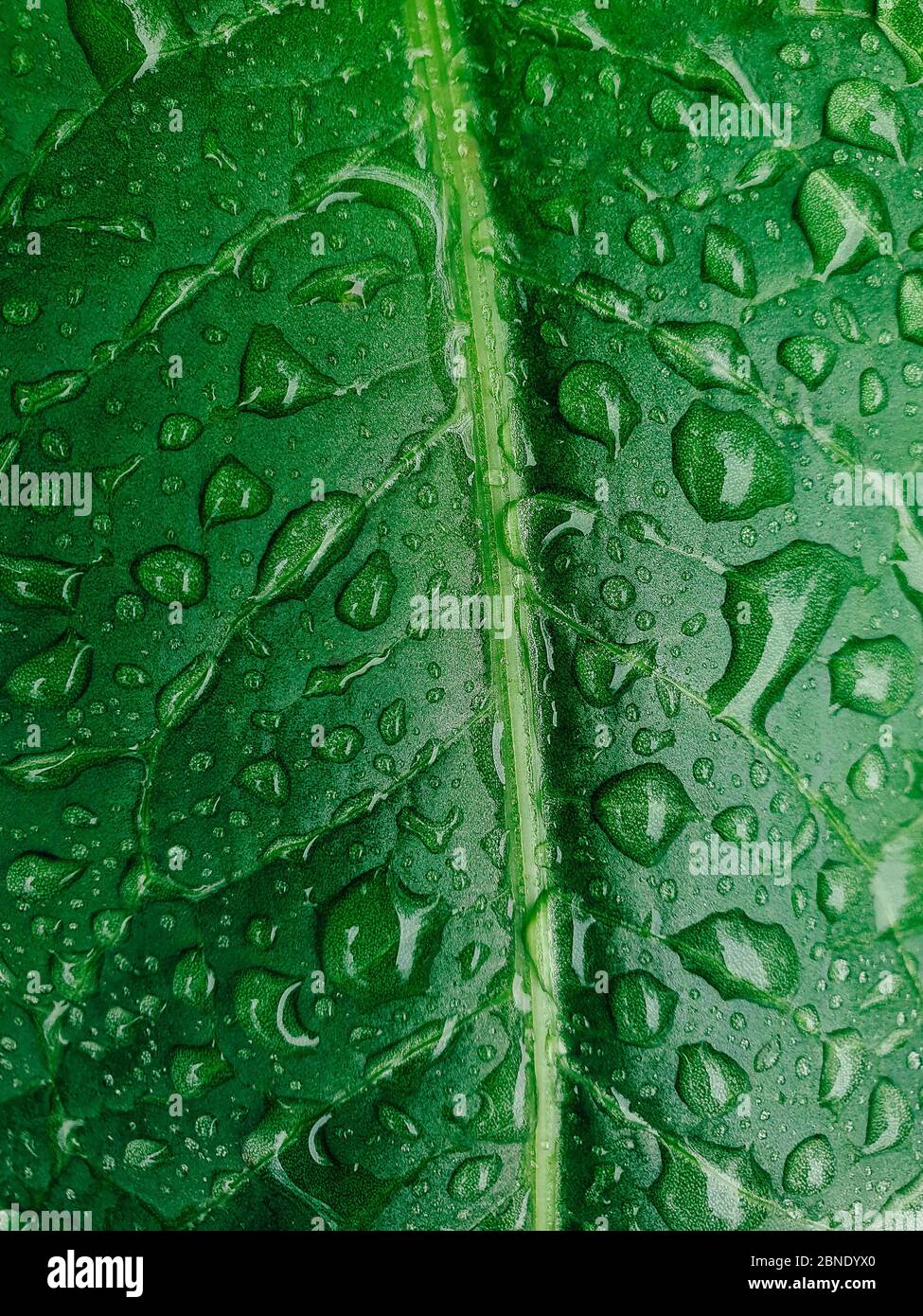 Green leaf with drops of rain water. Nature leaf background Stock Photo ...