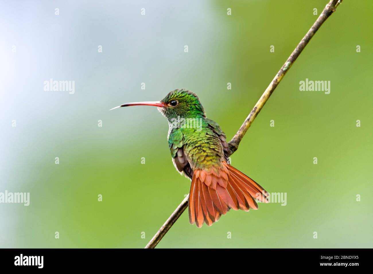 Rufous-tailed hummingbird (Amazilia tzacatl) adult male, Mindo Loma, Ecuador. Stock Photo
