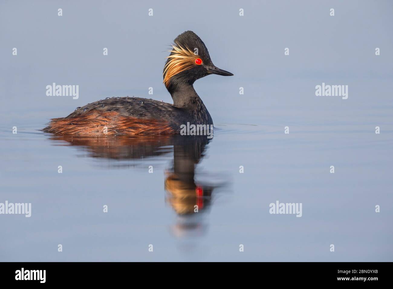 Black-necked grebe (Podiceps nigricollis) adult male in breeding plumage. Danube Delta,  Romania. May. Stock Photo