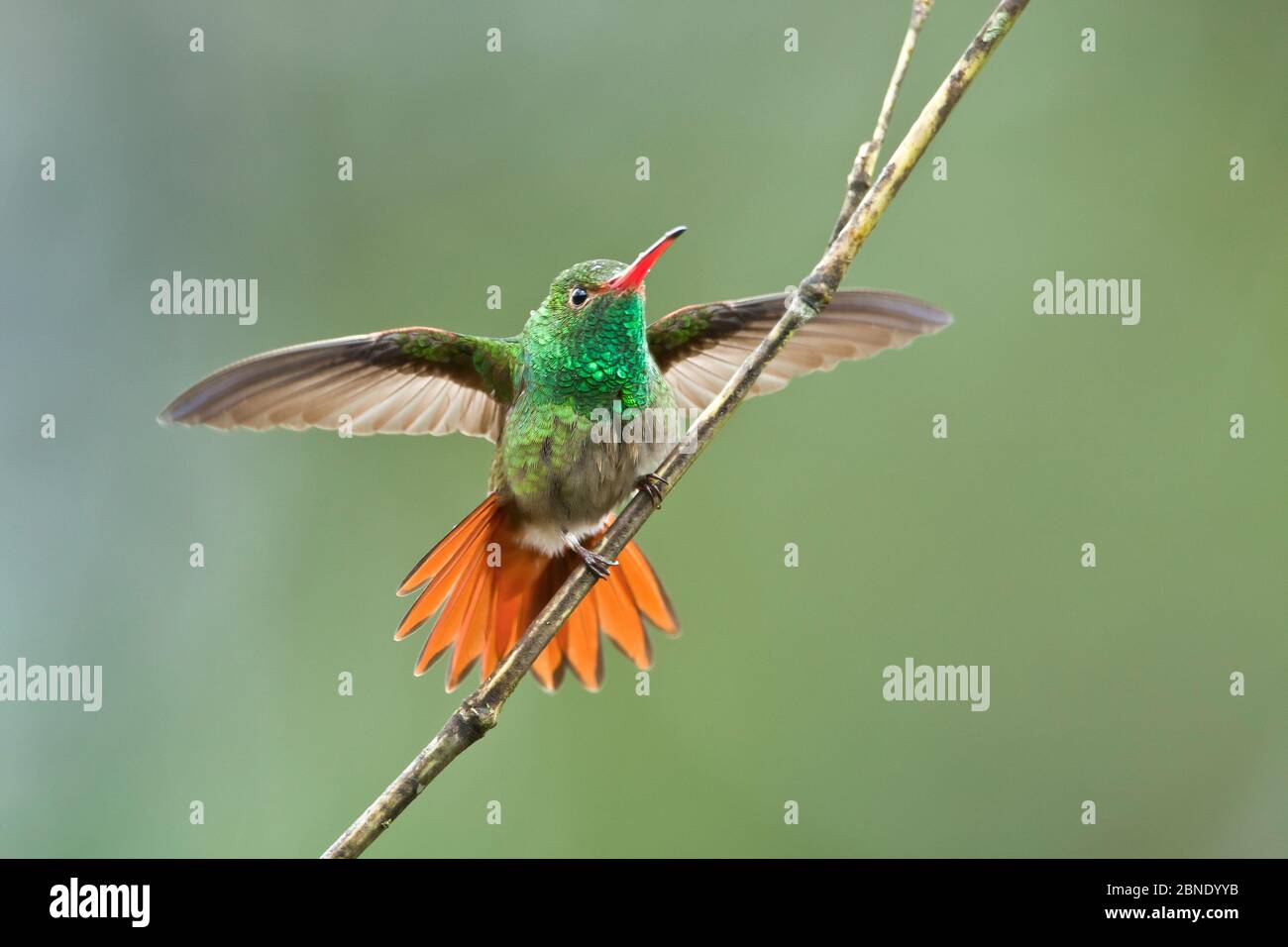 Rufous-tailed hummingbird (Amazilia tzacatl) adult male,  threat display. Milpe,  Ecuador. Stock Photo