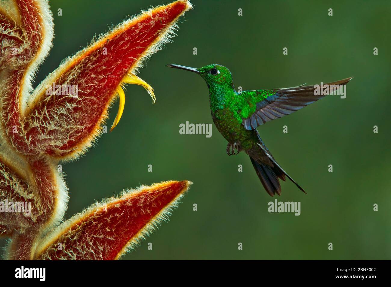 Green-crowned brilliant hummingbird (Heliodoxa jacula) hummingbird adult male flying to feed from Heliconia flower, Juan Castro National Park, Costa R Stock Photo