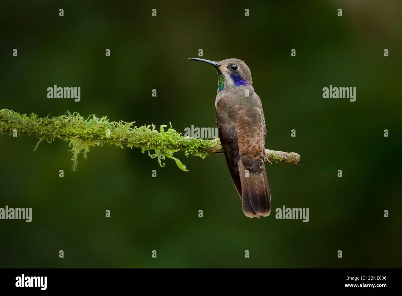 Brown violetear hummingbird (Colibri delphinae) hummingbird adult male, Milpe, Ecuador. Stock Photo