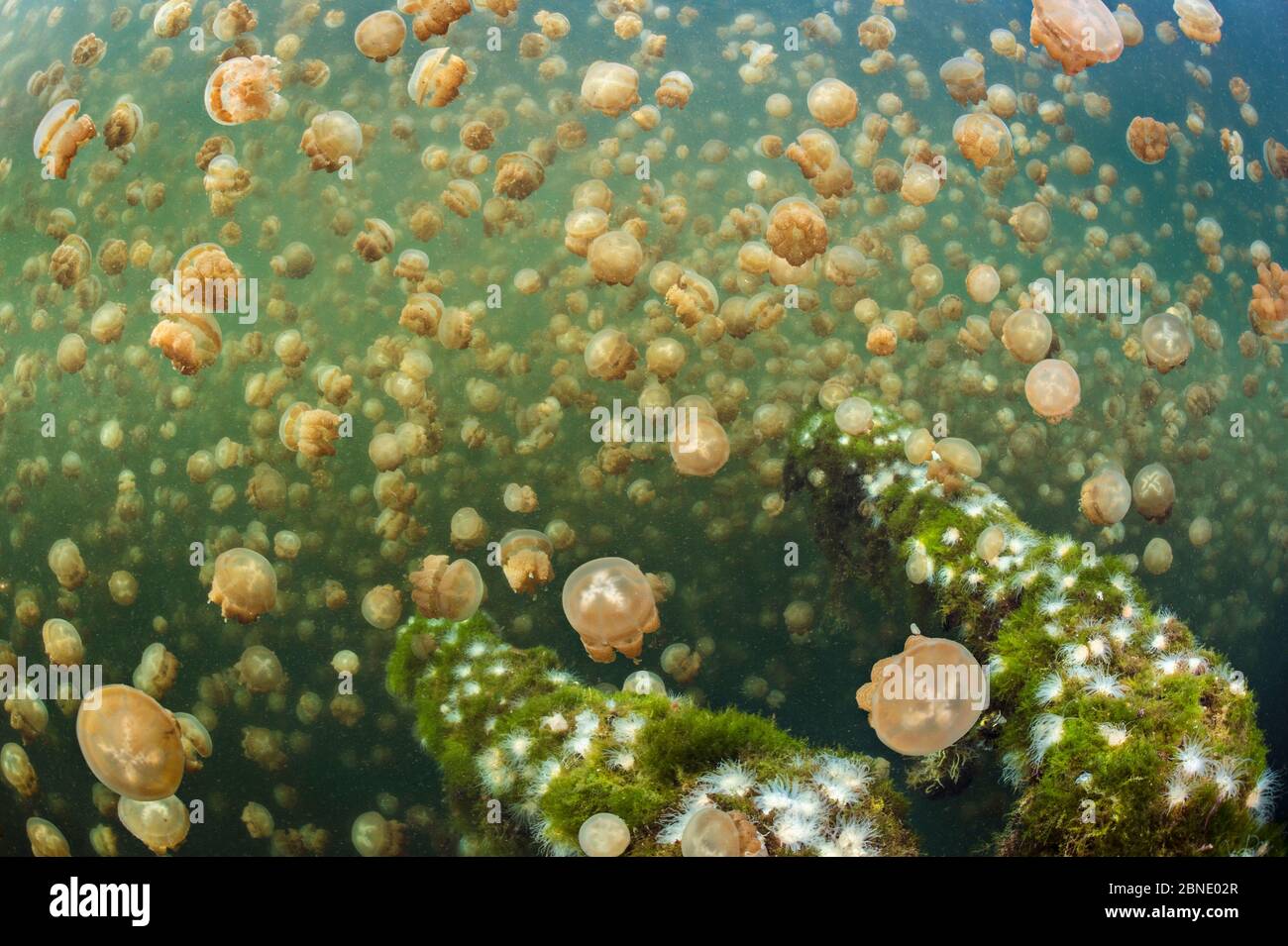 Aggregation of Golden jellyfish (Mastigias sp.) above a fallen tree, Jellyfish Lake, Eil Malk island, Rock Islands, Palau. Tropical north Pacific Ocea Stock Photo