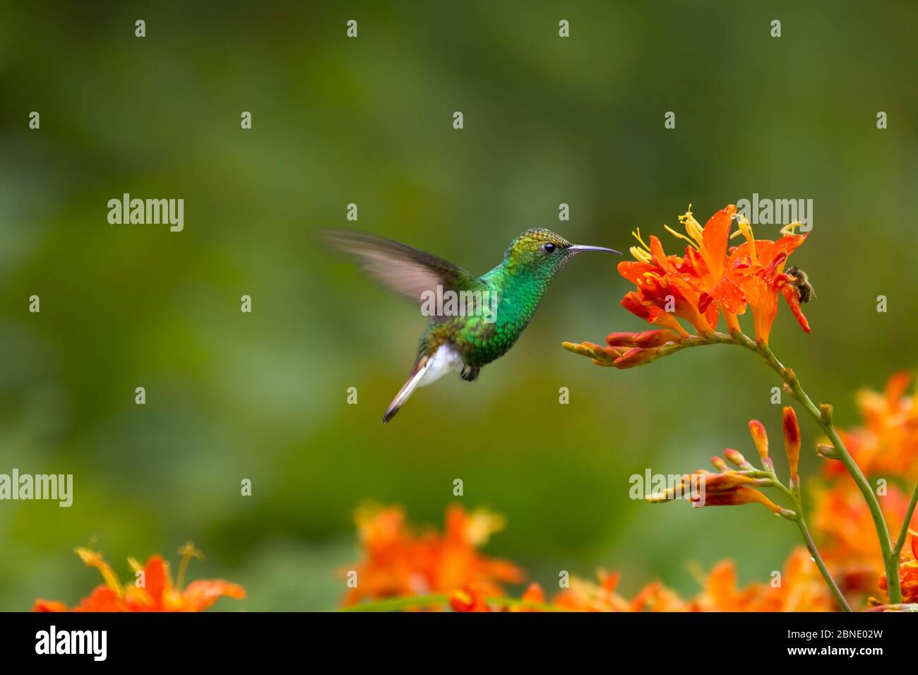 Coppery-headed hummingbird (Elvira cupreiceps) adult male,Bosque de Paz, Costa Rica. Stock Photo