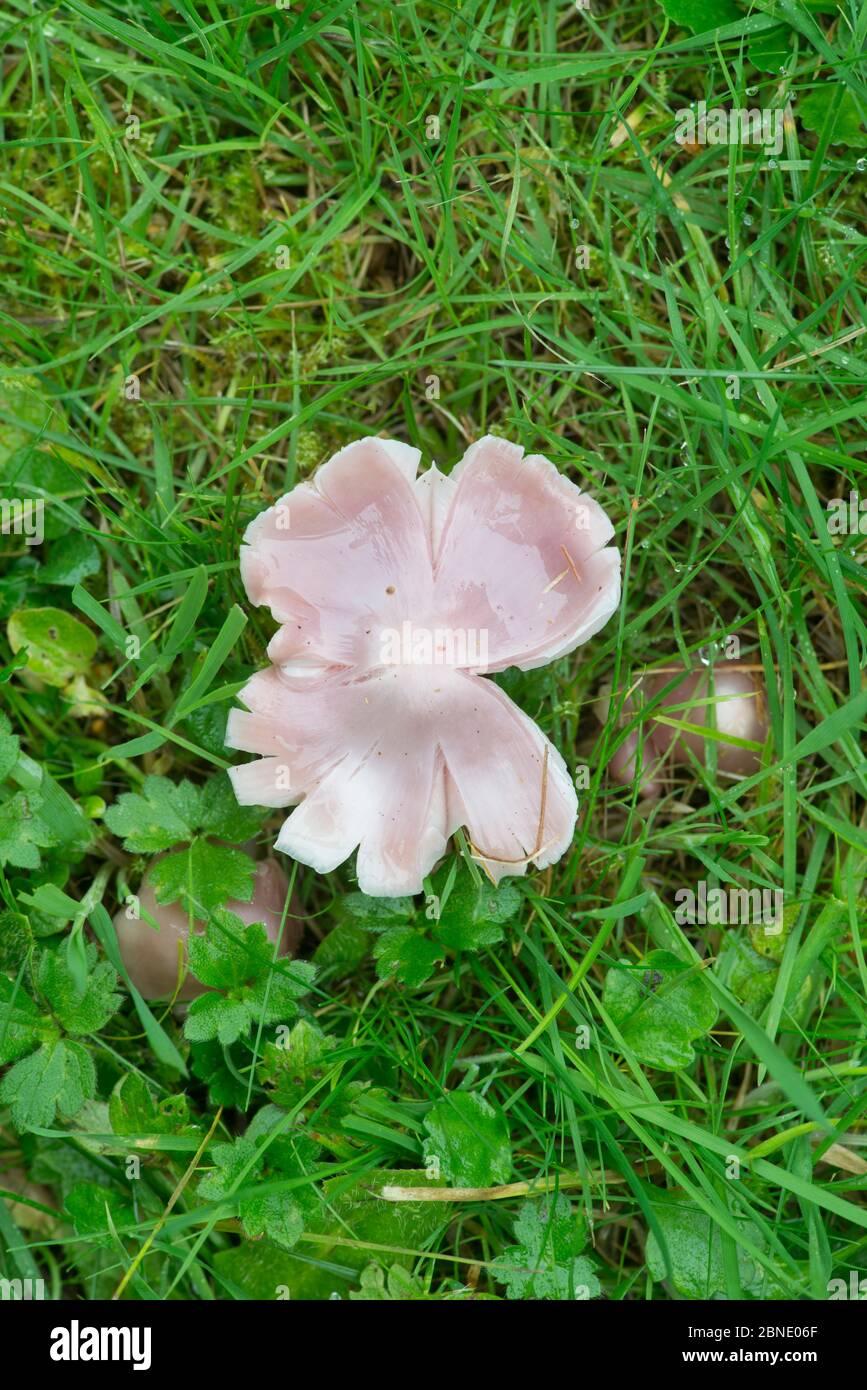 Pink waxcap fungus (Hygrocybe calyptriformis) Sussex, England, UK, October. Stock Photo
