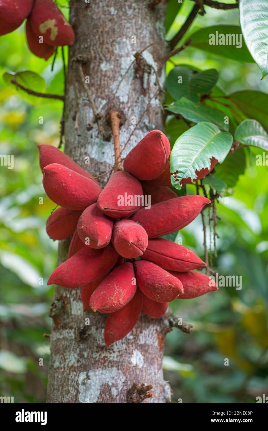Kelumpang Sarawak tree (Sterculia megistophylla) close up of seeds, botanic garden, Sabah, Borneo. Stock Photo