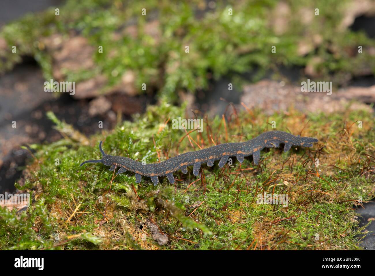 Velvet worm (Peripatus novaezealandiae) captive, from New Zealand. Stock Photo