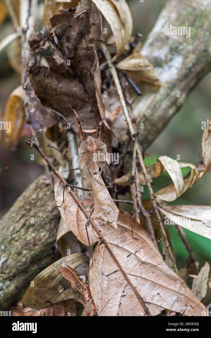 Dead-leaf mantis (Deroplatys dessicata) camouflaged on leaf, Sabah, Borneo. Stock Photo