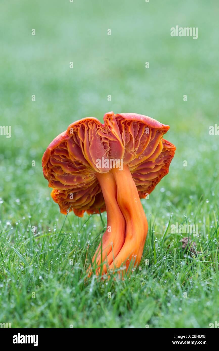Scarlet waxcap  (Hygrocybe coccinea) in grass, Sussex, England, UK. November. Stock Photo