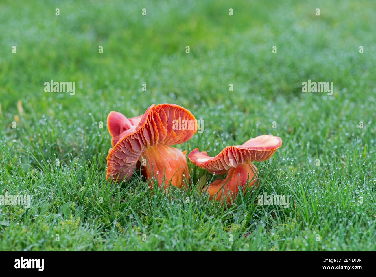 Scarlet waxcap  (Hygrocybe coccinea) in grass, Sussex, England, UK.  November. Stock Photo