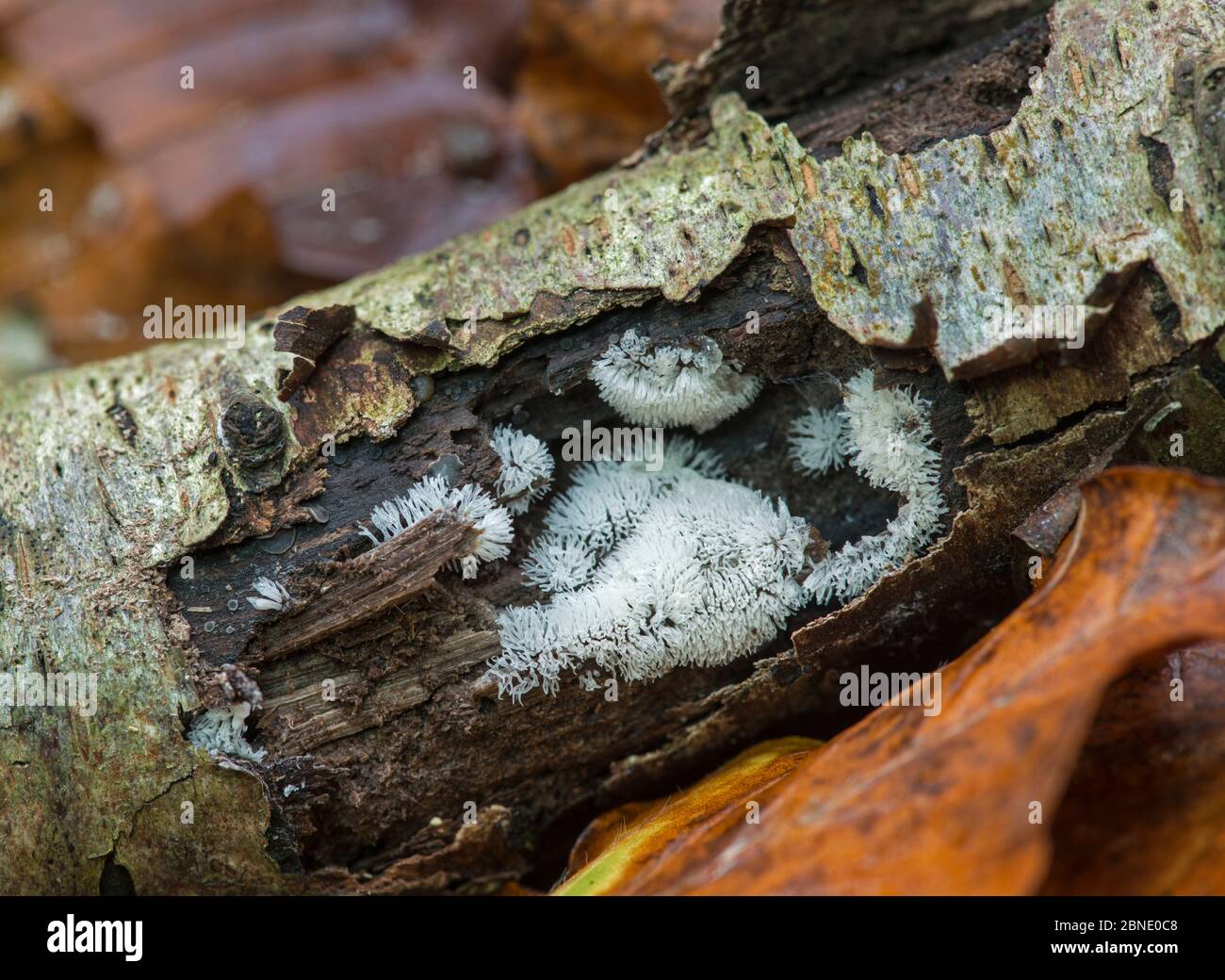 Slime mould (Ceratiomyxa fruticulosa) on rotting wood in ancient woodland. Sussex, England, UK, November. Stock Photo