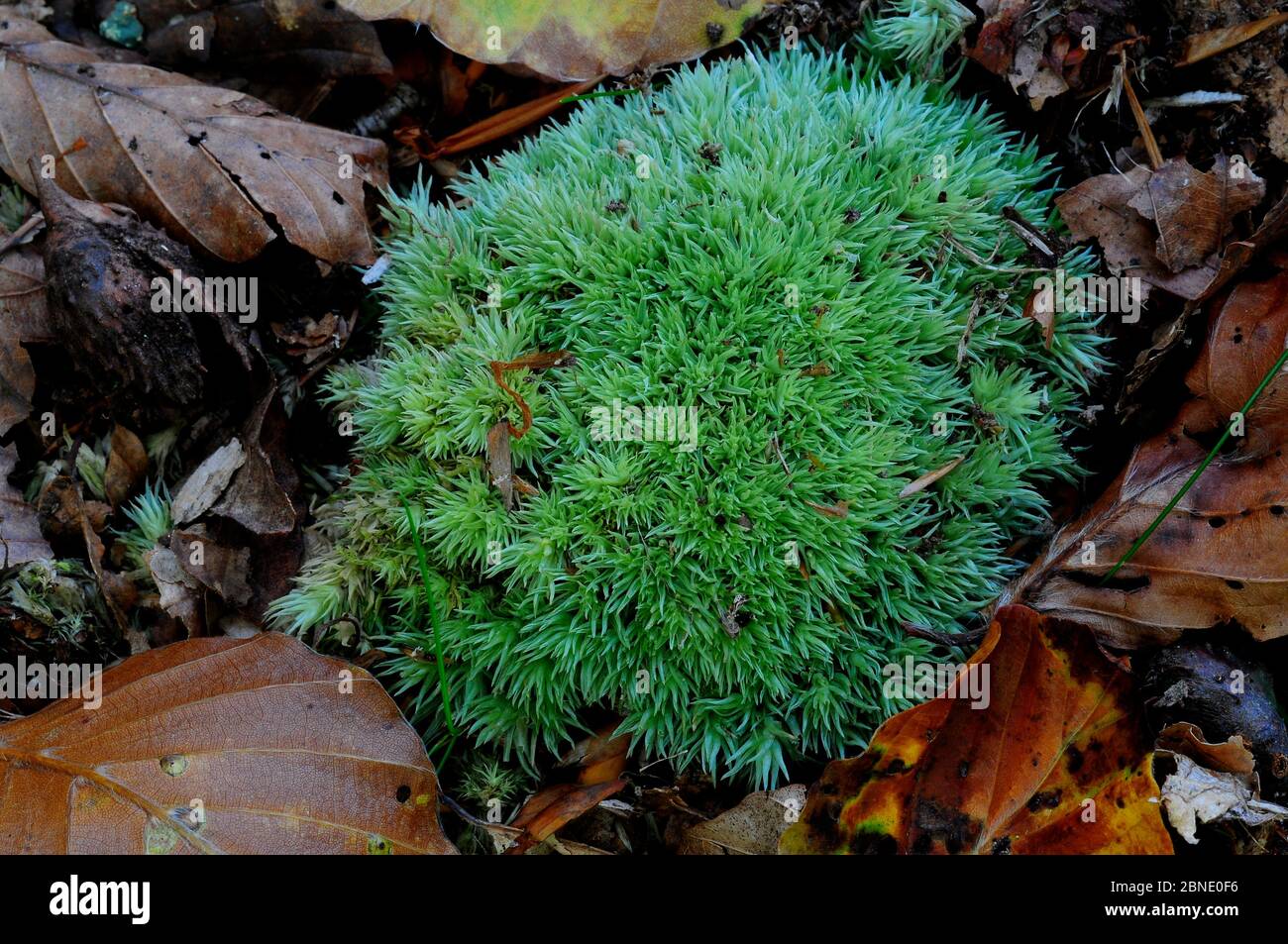 Cushion moss (Leucobryum glaucum) in Mark Ash Wood, New Forest, Hampshire, UK, September. Stock Photo