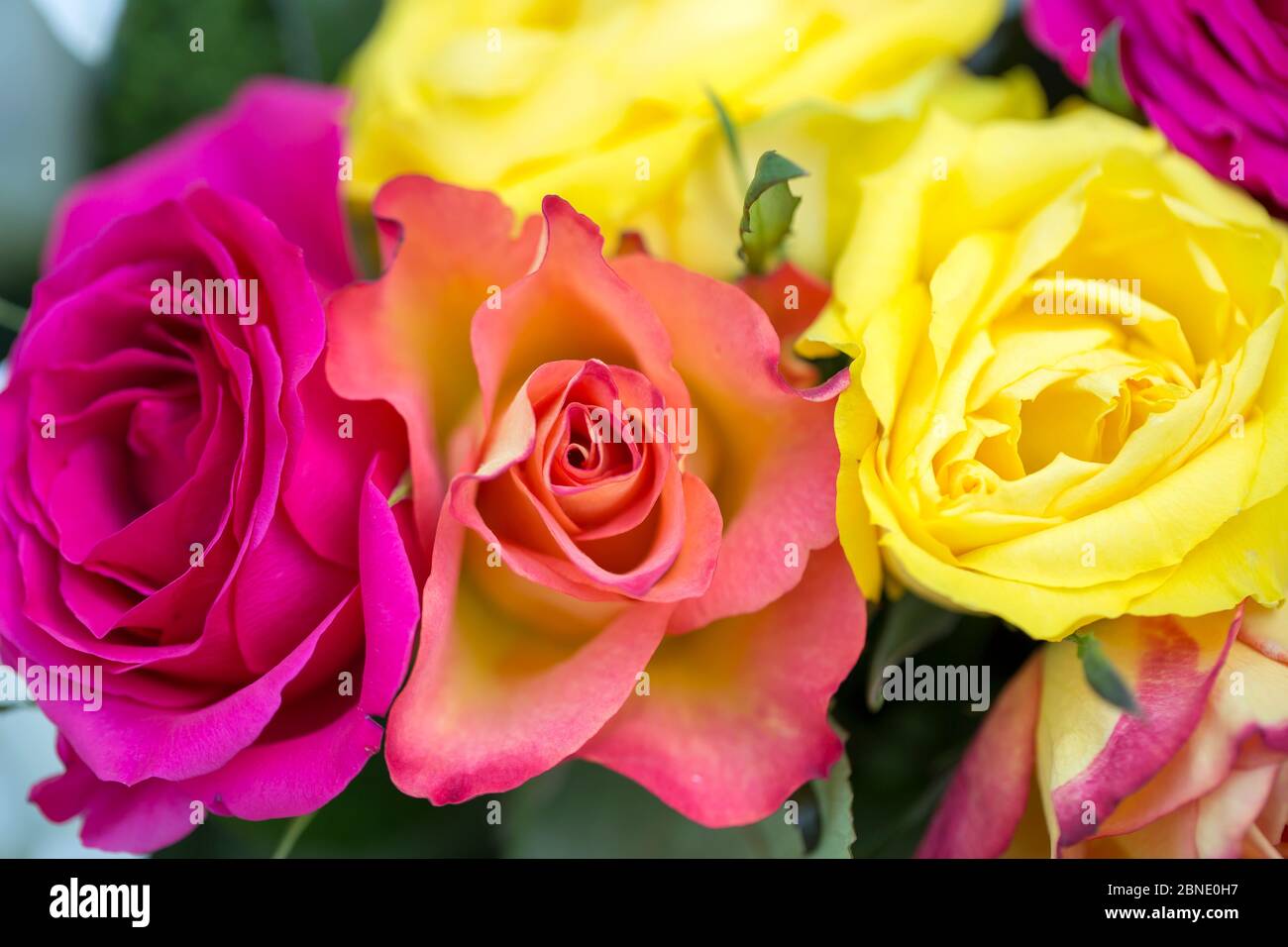 Bouquet of English Roses Stock Photo