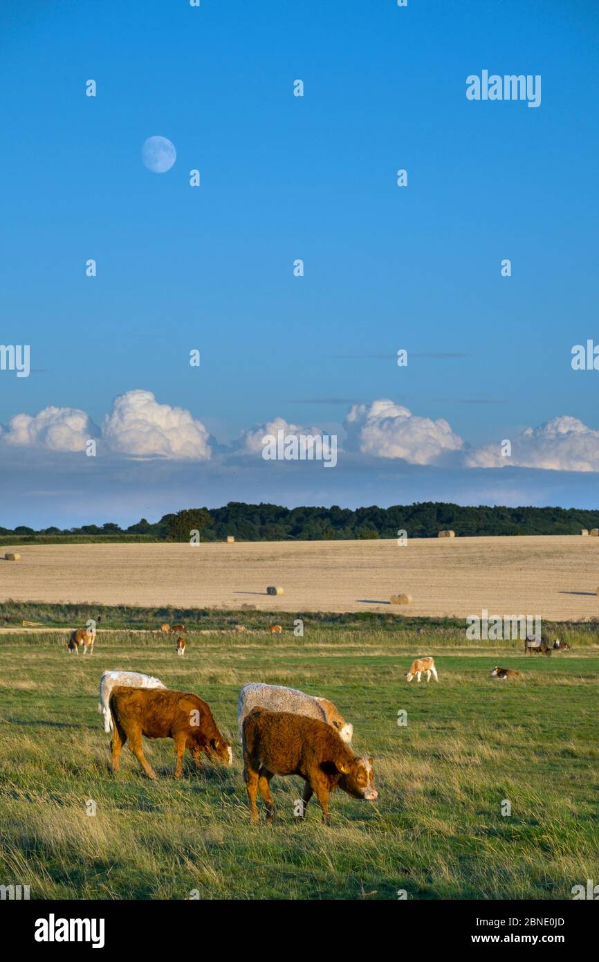 Cley grazing marsh norfolk hi-res stock photography and images - Alamy