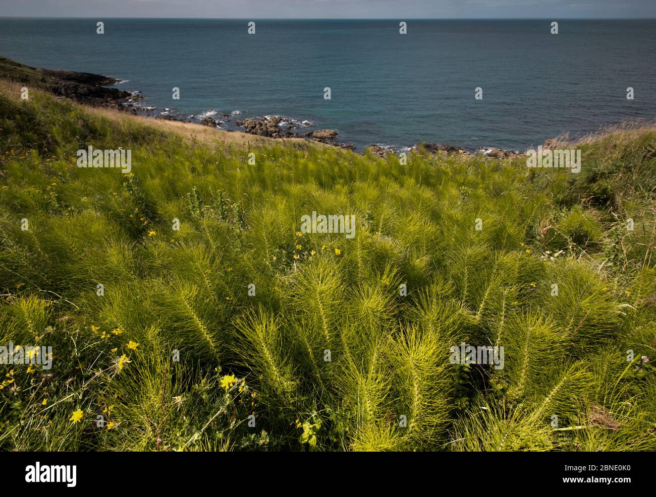 Common Horsetail (Equisetum arvense) growing on the Llyn Peninsular coast, near Nefyn, North Wales Stock Photo