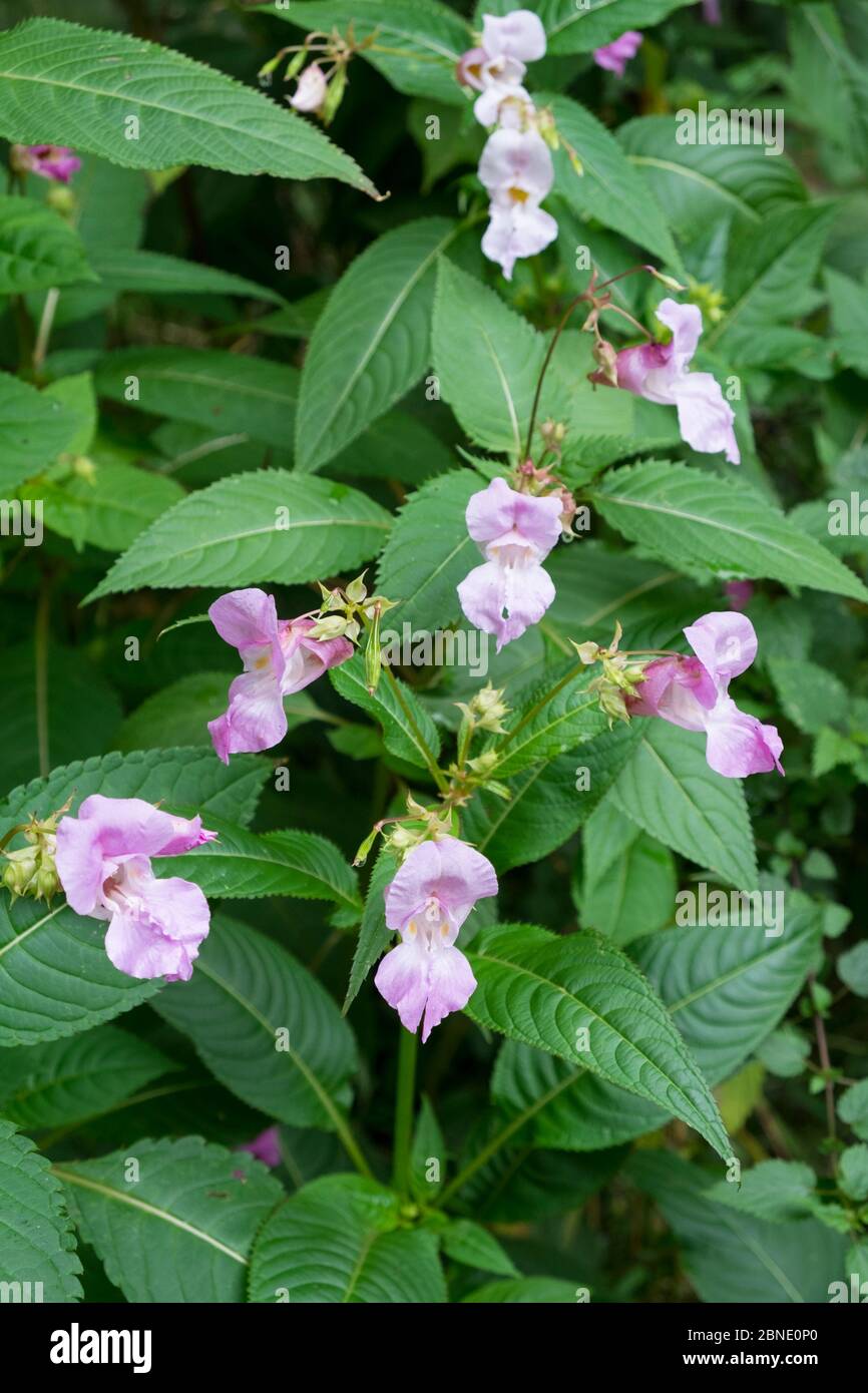 Himalayan balsam  (Impatiens glandulifera) flowers Cheshire, England UK. September. Invasive species. Stock Photo