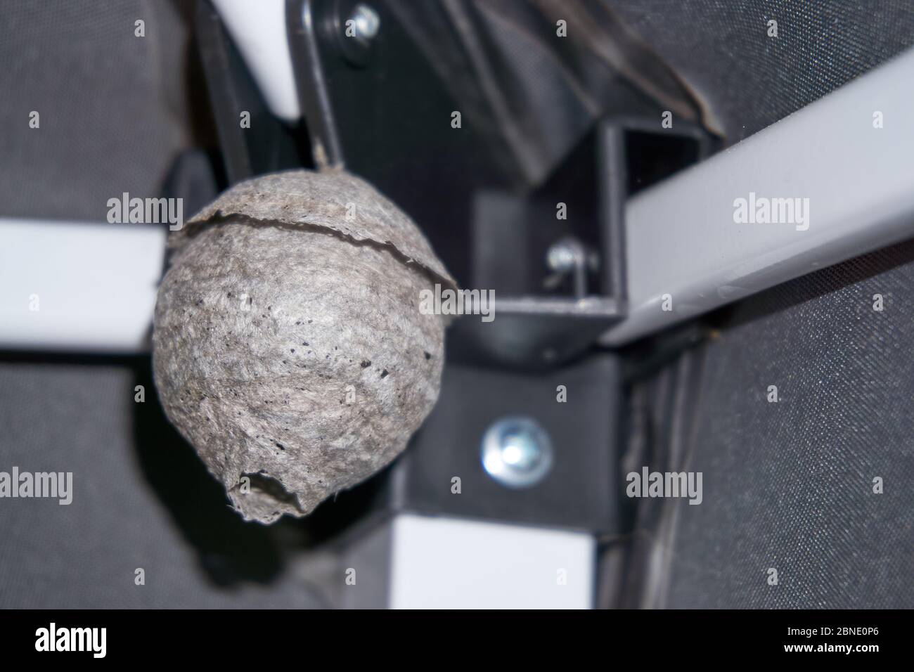 Large wasp nest under eaves of a home Stock Photo Alamy