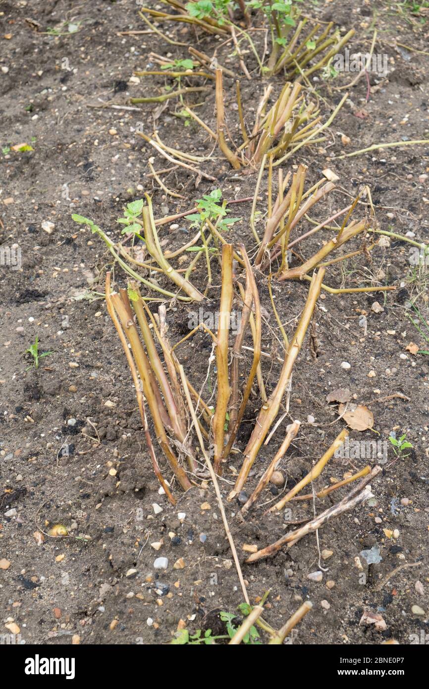 Potato (Solanum tuberosum) haulms cut back to restrict blight, Norfolk, England, UK. September Stock Photo
