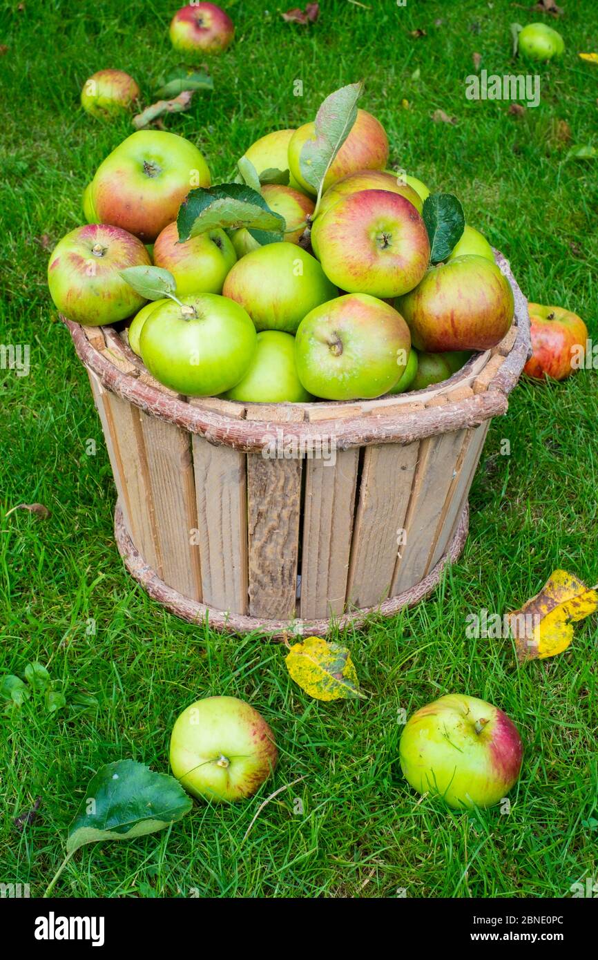 Bramley apples (Malus domestica) in wooden bucket, Norfolk, England UK. October Stock Photo