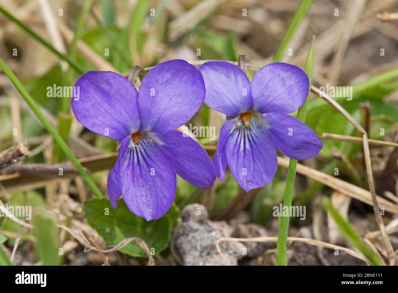 Two Hairy violet (Viola hirta) flowers, Hutchinson's Bank, New Addington, London, England, April. Stock Photo