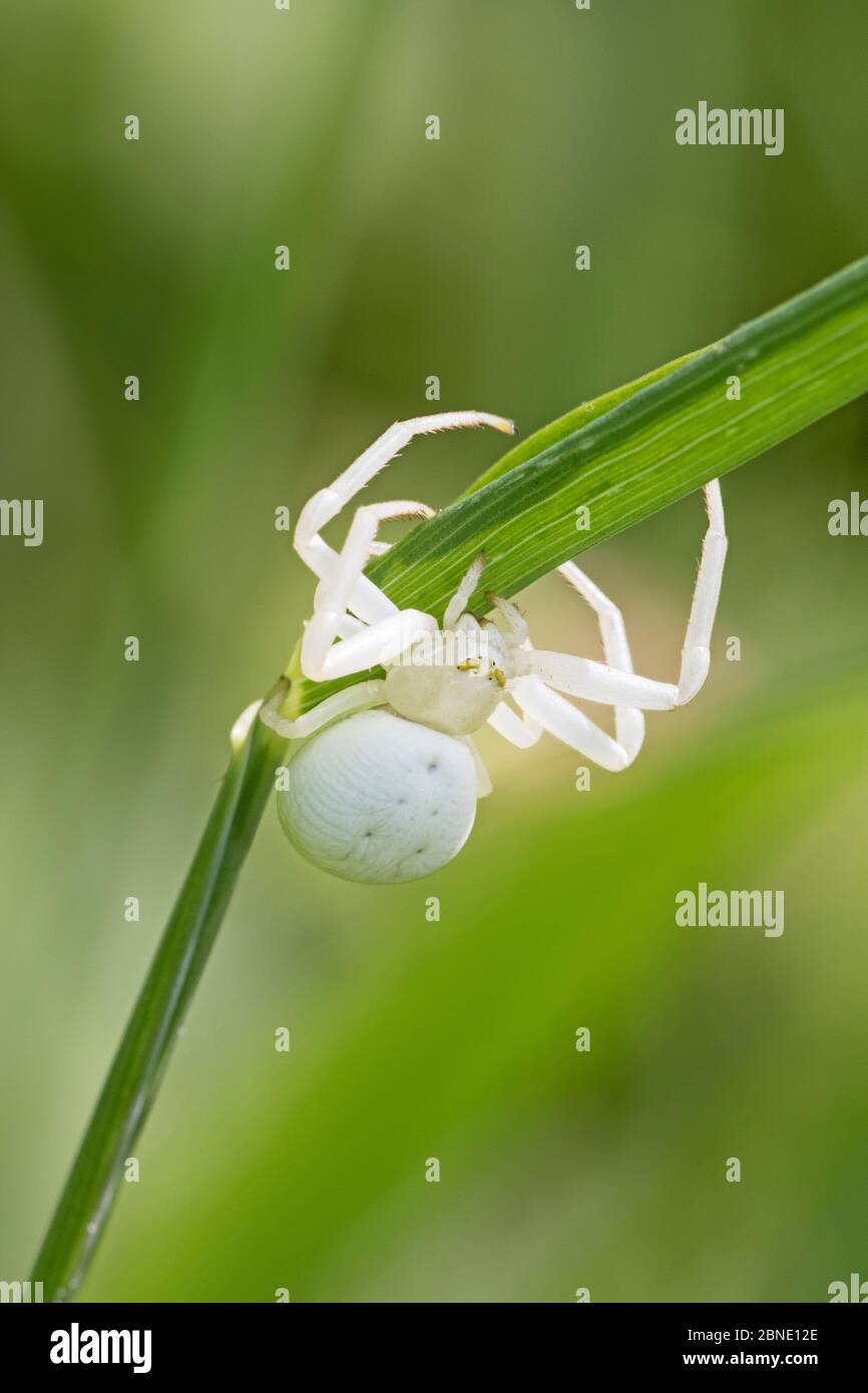 Female Crab spider (Misumena vatia) on leaf, white form, Brockley