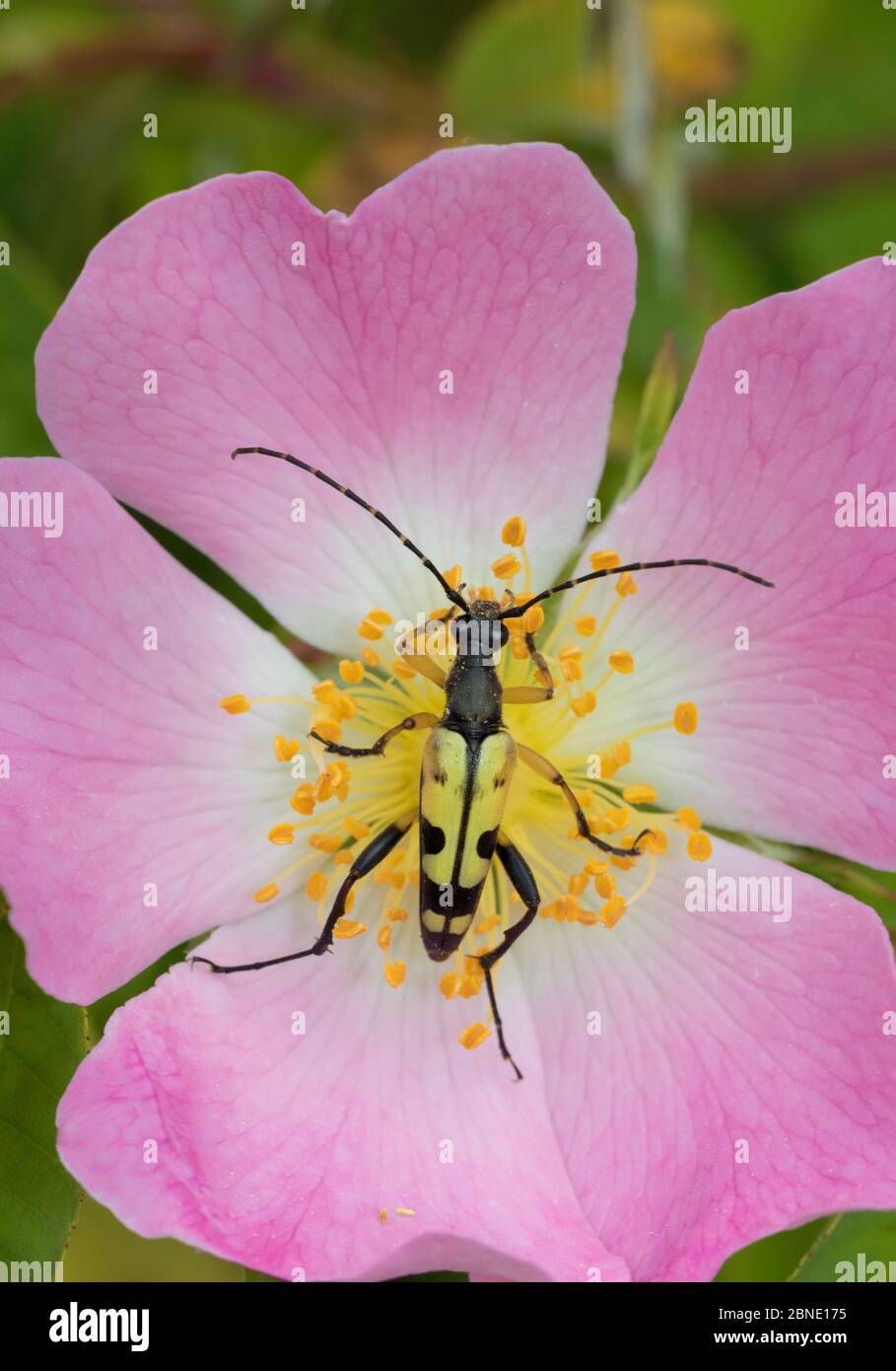 Longhorn beetle (Rutpela / Strangalia maculata) feeding on Dog rose flower, Hutchinson's Bank, New Addington, London, England, June. Stock Photo
