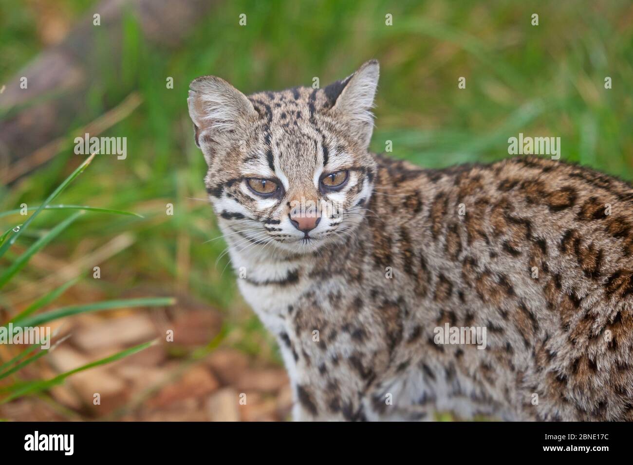 Male Oncilla / Little spotted cat (Leopardus tigrinus) portrait