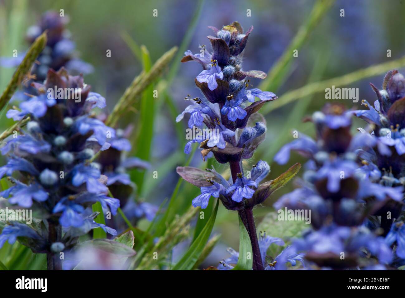 Bugle (Ajuga reptans) in flower, ancient woodland, Worcestershire, England, UK, May. Stock Photo