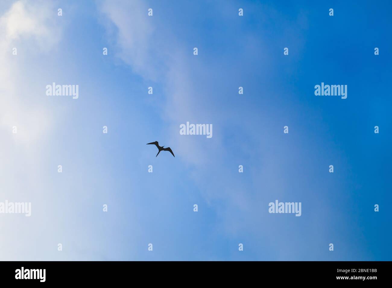 Silhouette of frigate bird flying in the sky, Dominican Republic nature Stock Photo