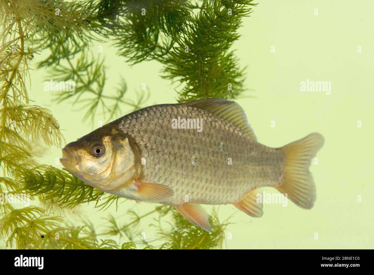 Crucian Carp (Carassius carassius), amongst Hornwort (Ceratophyllum demersum), Worcestershire, England, UK, March. Captive, bred for re-stocking. Stock Photo