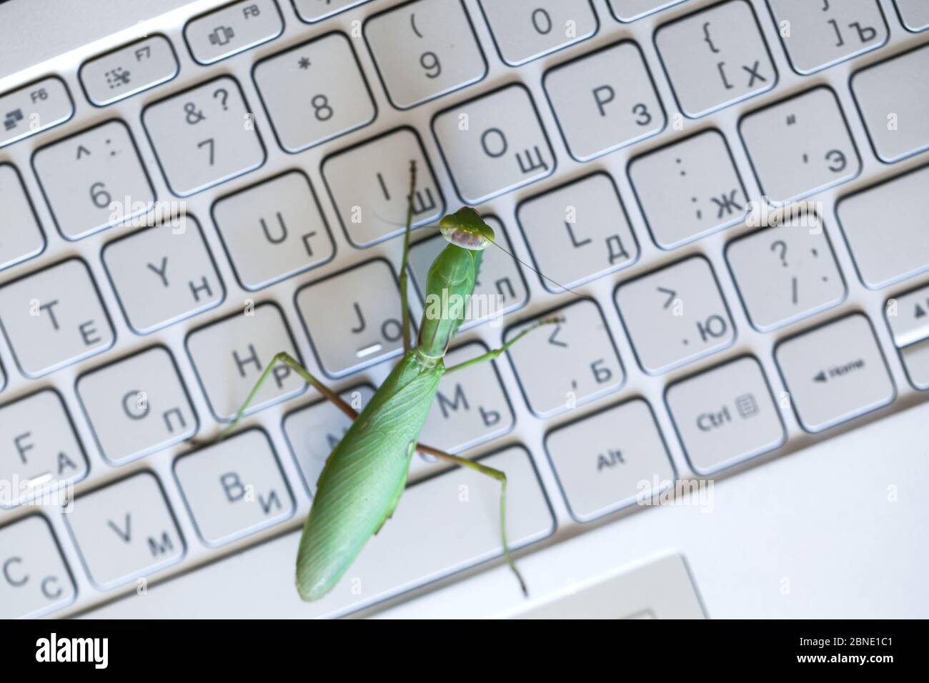 Computer bug metaphor, big green mantis is on a laptop keyboard with English and Russian letters, top view Stock Photo