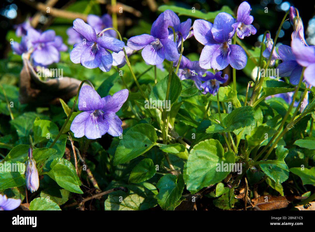 Common Dog Violet (Viola riviniana) in flower, Herefordshire, England