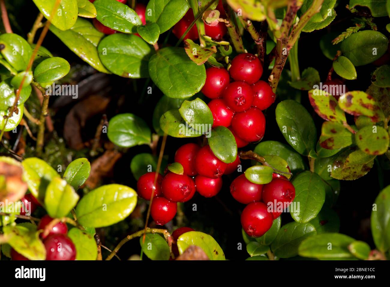 Swamp cranberry vaccinium oxycoccos hires stock photography and images Alamy