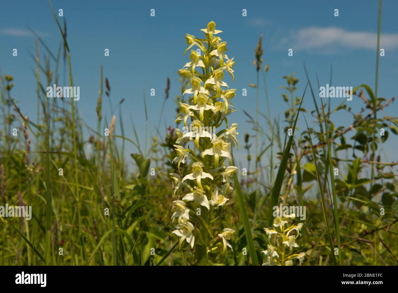 Greater butterfly orchid (Platanthera chlorantha),  Worcestershire, England, UK, June. Stock Photo