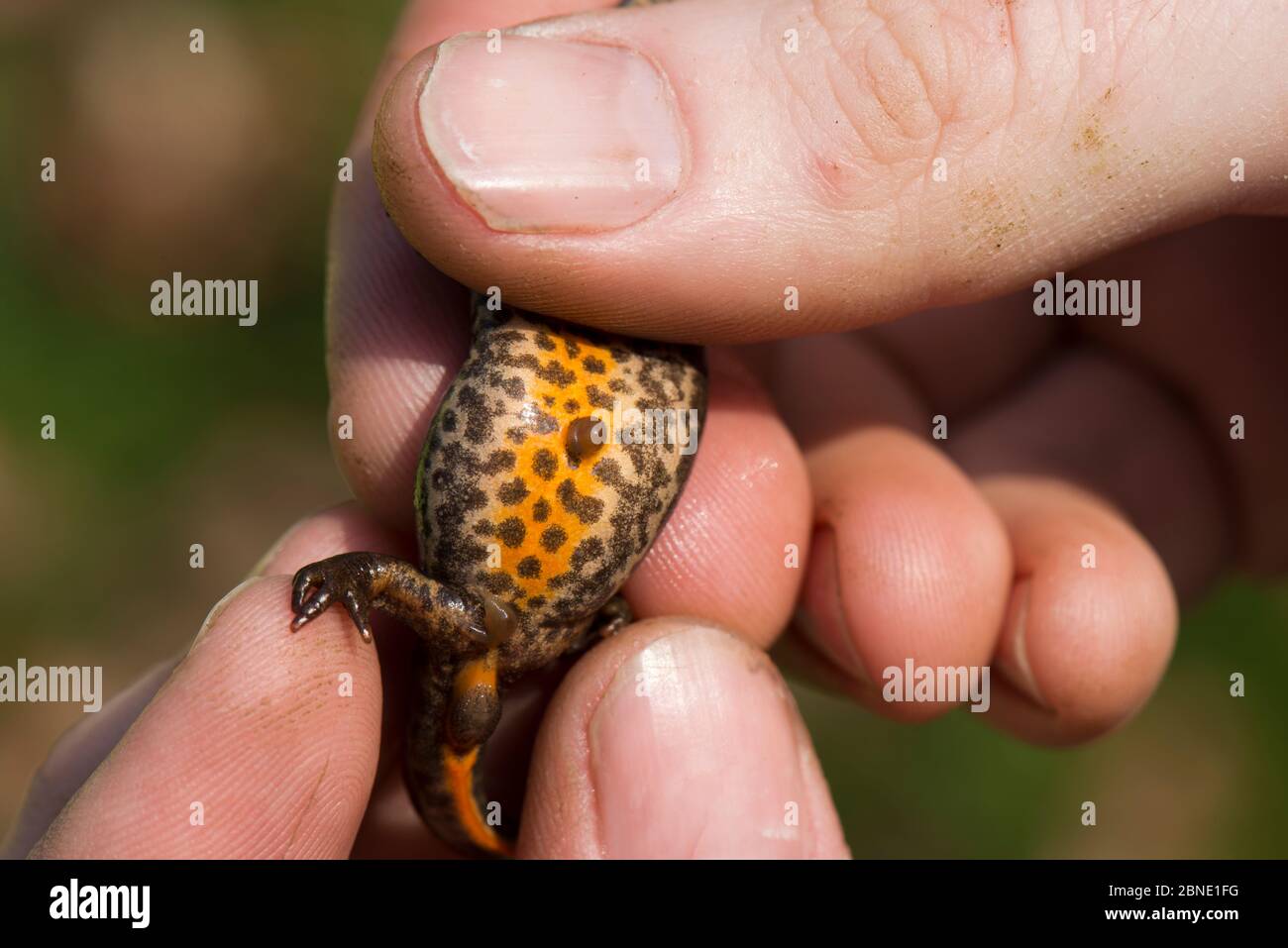 Leeches pond uk hires stock photography and images Alamy